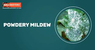 Is Powdery Mildew Harmful To Humans