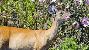 Keep Deer Out Of The Yard And Garden