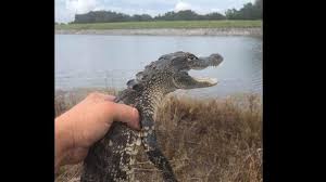 Team Rescues Baby Gator Chilling In