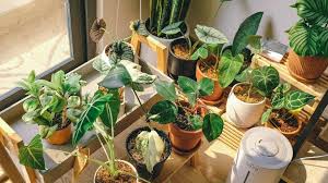 Plant Nursery In Singapore 6 Benefits
