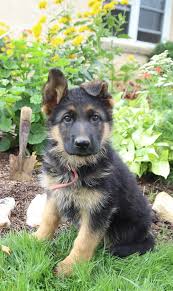 German Shepherd Puppies For