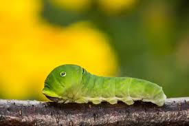 Tiger Swallowtail Caterpillar