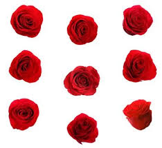 Beautiful Red Roses Stock Photos