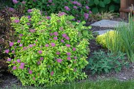 5 Top Rated Shrubs For Easy Maintenance