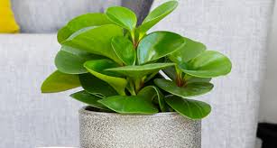 Guide To The Baby Rubber Plant