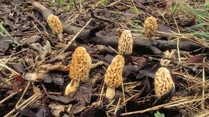 Morel Mushroom Hunting In Missouri