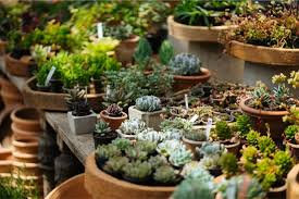 Terracotta Pots Diaco S Garden Nursery