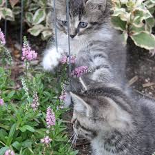 15 Cat Friendly Plants For Your Garden