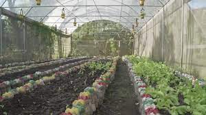 Vegetable Garden In Samar Philippines