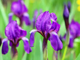 How To Grow Irises Saga