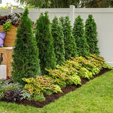 Top 9 Space Saving Hedges Plant Addicts