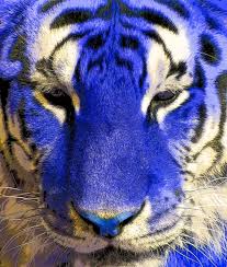 Blue Glass Tiger Stock Photos Royalty