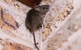 Omnis Pest Control