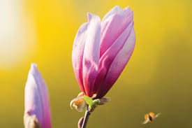 Native Flowering Trees For Spring Color