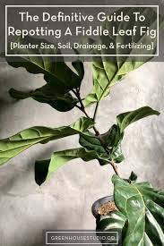 Fiddle Leaf Fig Planter Size Soil