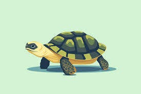 Pet Turtle Images Browse 413 073