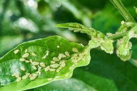8 Common Garden Pests And Diseases And