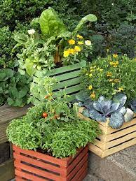 Container Gardening Vegetable Garden
