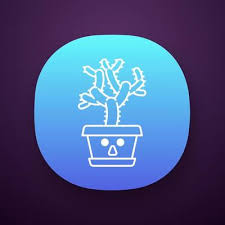 Teddy Bear Cholla App Icon Cactus With