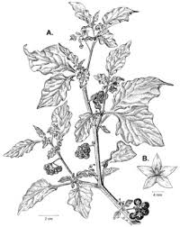 Morelloid Clade Of Solanum