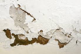 What To Do About Damp Plaster Timberwise