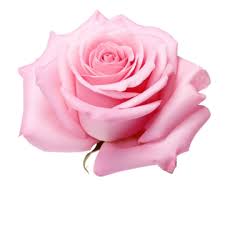 Pink Rose Flower Ong Love Icon