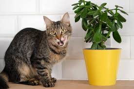A Cat With A Yellow Potted Plant Next To It
