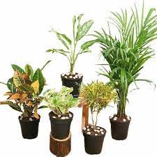 Indoor Oxygen Plants At Rs 750 Piece