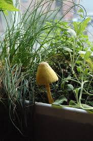 Mushroom Growing In My Inside Window