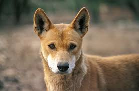 The Dingo A Native Species In The