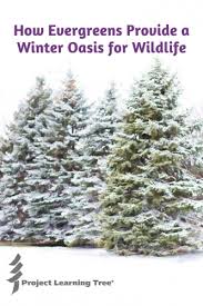 How Evergreens Provide A Winter Oasis