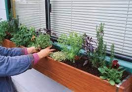Growing Herbs In Window Boxes