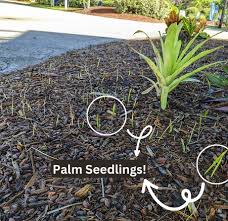 Palm Seedling Invasion How To Manage