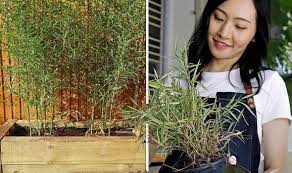 How To Grow Bamboo Key Method To