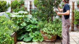How To Grow Climbing Plants In Small Spaces