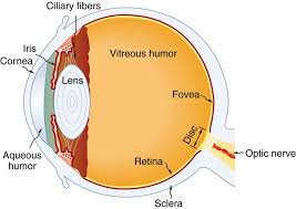 5 1 Physics Of The Eye And The Lens