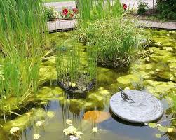 Algae In Your Pond In Charlotte