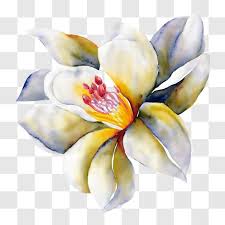 Watercolor Painting Of A White Flower