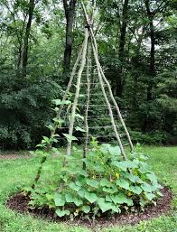 Easy Diy Garden Trellis Ideas Plant