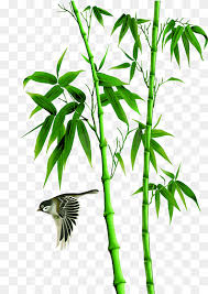 Bamboo Forest Png Images Pngwing