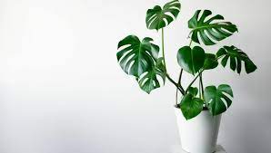 How To Grow Monstera Taking Care To