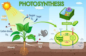Photosynthesis Images Free