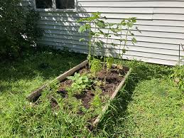 Building A Community Garden In Randolph