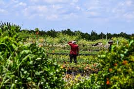 Florida Farmworkers Fearful Ahead Of
