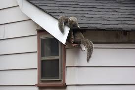 Squirrels In Attic Chevy Tri Five Forum
