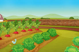 Vegetable Farm Vectors Ilrations