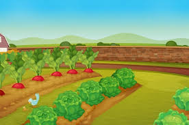 Vegetable Garden Images Free