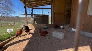 Usda Plans Major Investment In Bird Flu