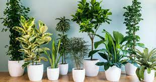 10 Perfect Air Purifying Indoor Plants
