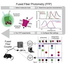 Optogenetic Manipulation